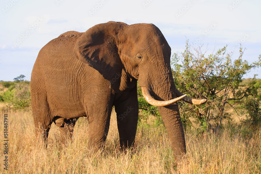 Naklejka premium Afrikanischer Elefant / African elephant / Loxodonta africana