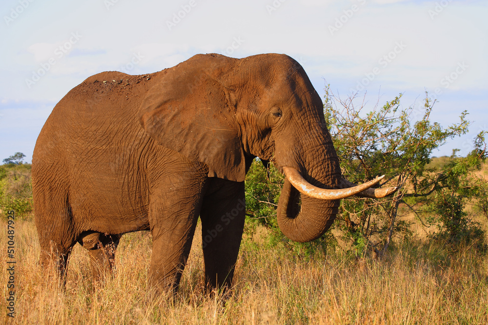 Fototapeta premium Afrikanischer Elefant / African elephant / Loxodonta africana