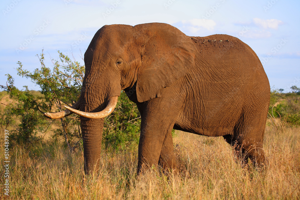 Obraz premium Afrikanischer Elefant / African elephant / Loxodonta africana