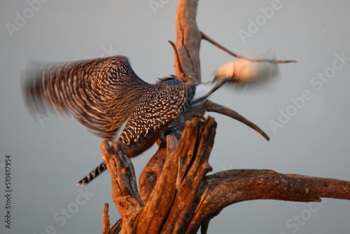 Graufischer / Pied kingfisher / Ceryle rudis © Ludwig