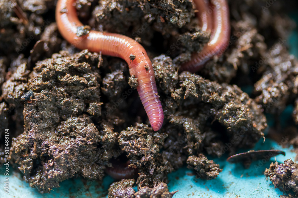 Earthworm moving on the fertile soil. Dendrobaena is a burrowing