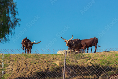 manada de bisontes americanos, bebiendo agua y pastando libremente en su padrera