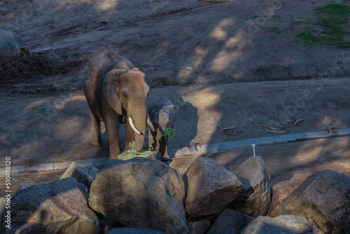 hermosa madre elefante y su cría bebe contentos y bebiendo agua mientras juegan. 