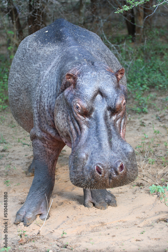 Flußpferd / Hippopotamus / Hippopotamus amphibius