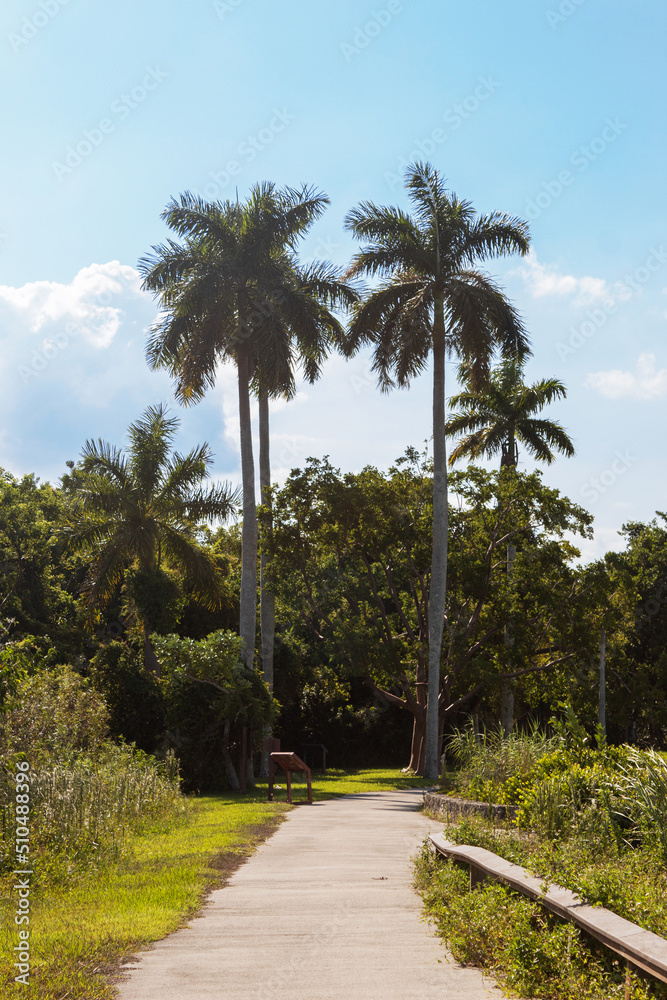 Fototapeta premium Palm trees at the end of a path and lots of greenery around during a sunny day