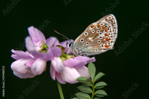Macro shots, Beautiful nature scene. Closeup beautiful butterfly sitting on the flower in a summer garden.