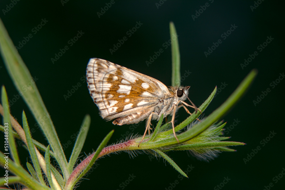 Macro Photography of Moth on Twig of Plant. Macro Photography of Moth on Twig of Plant.