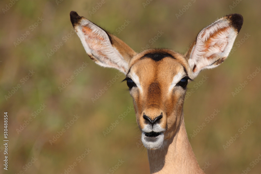 Schwarzfersenantilope / Impala / Aepyceros melampus Schwarzfersenantilope / Impala / Aepyceros melampus