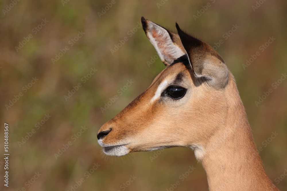 Schwarzfersenantilope / Impala / Aepyceros melampus Schwarzfersenantilope / Impala / Aepyceros melampus
