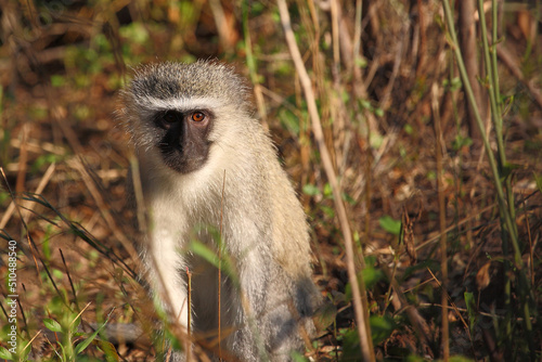 Grüne Meerkatze / Vervet monkey / Cercopithecus aethiops .