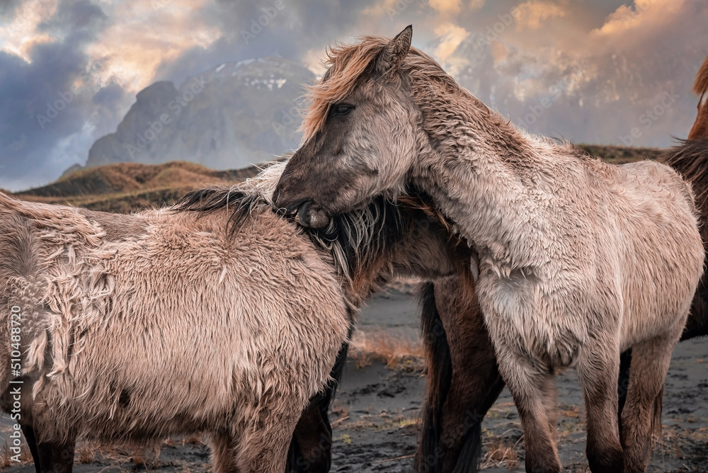 Group of horses standing by black sand beach. View of mountain range in volcanic valley. Close-up of domestic animals against cloudy sky during sunset. Group of horses standing by black sand beach. View of mountain range in volcanic valley. Close-up of domestic animals against cloudy sky during sunset.