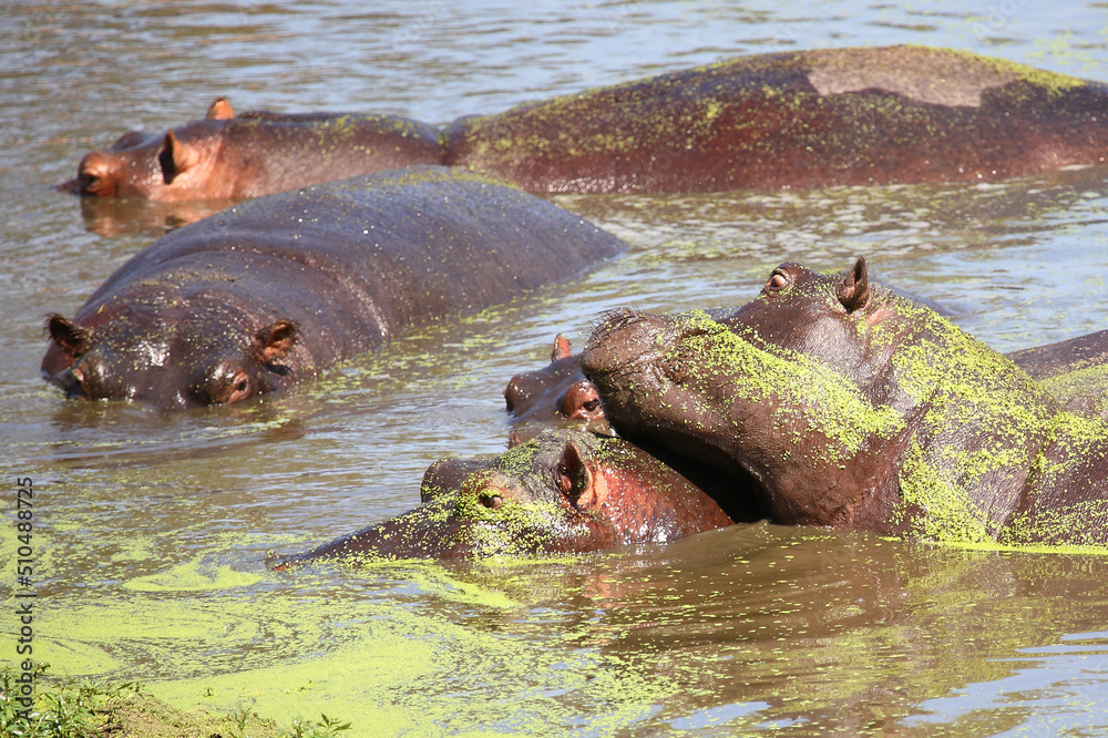 Fototapeta premium Flußpferd / Hippopotamus / Hippopotamus amphibius