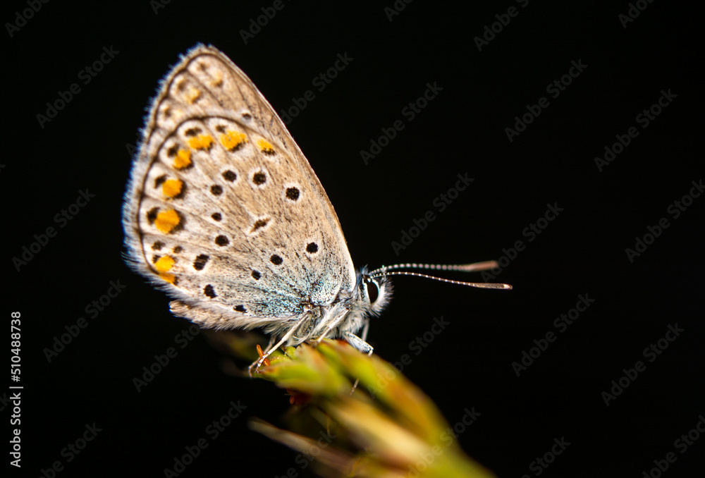 Obraz premium Macro shots, Beautiful nature scene. Closeup beautiful butterfly sitting on the flower in a summer garden.
