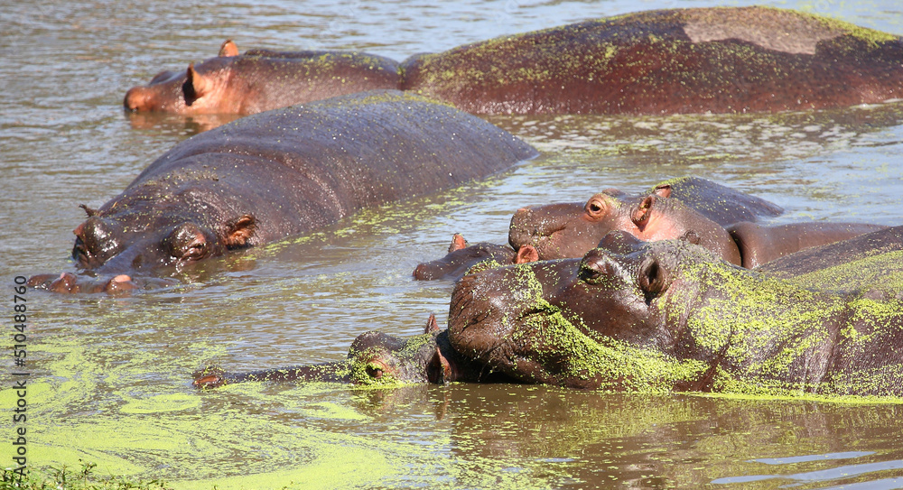 Fototapeta premium Flußpferd / Hippopotamus / Hippopotamus amphibius