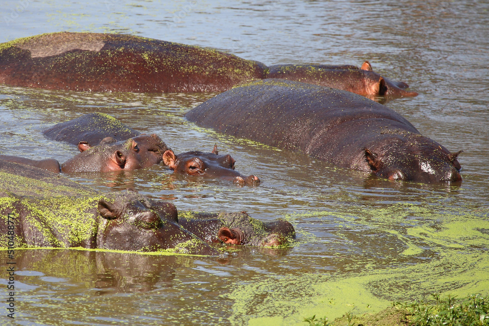 Fototapeta premium Flußpferd / Hippopotamus / Hippopotamus amphibius.