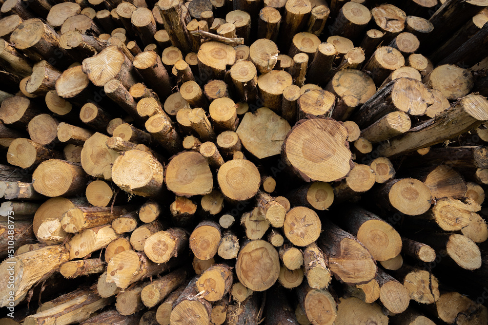Fototapeta premium pile of timber