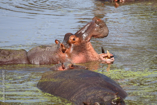 Flußpferd / Hippopotamus / Hippopotamus amphibius...