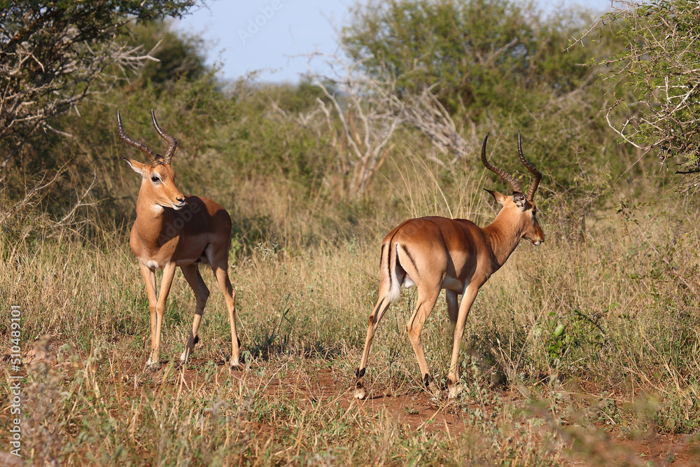 Schwarzfersenantilope / Impala / Aepyceros melampus Schwarzfersenantilope / Impala / Aepyceros melampus