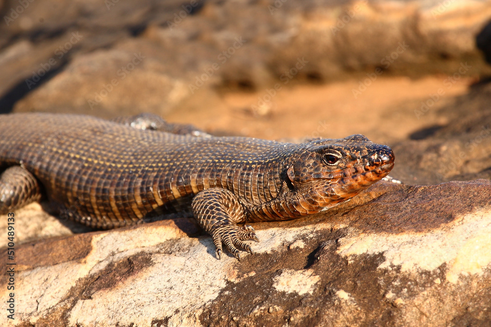Felsen-Schildechse / Giant plated lizard / Gerrhosaurus validus Felsen-Schildechse / Giant plated lizard / Gerrhosaurus validus