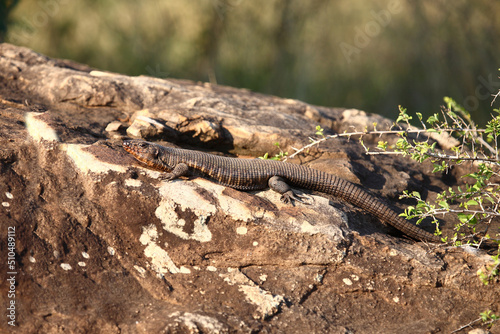 Felsen-Schildechse / Giant plated lizard / Gerrhosaurus validus photo