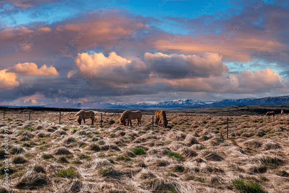Brown Icelandic horses grazing on grassy field. View of herbivorous mammals standing on valley against cloudy sky. Beautiful view of landscape on mountain during sunset.