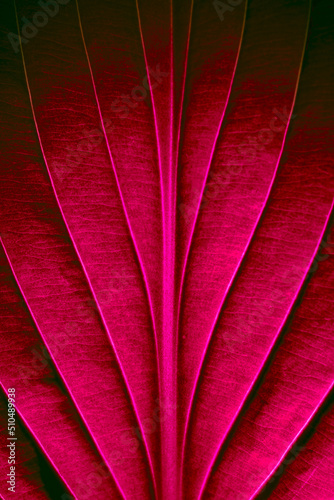 Red leaves with clear texture and details in a macro close-up.