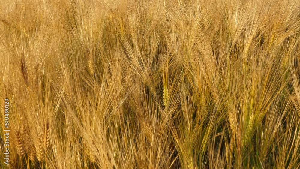 Gold wheat field in summer. Ripe grain ear plants. Rural natural landscape at countryside Gold wheat field in summer. Ripe grain ear plants. Rural natural landscape at countryside