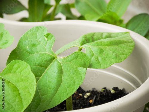 Wallpaper Mural Common green bean leaves Torontodigital.ca