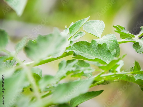 Wallpaper Mural Growing tomato leaves Torontodigital.ca