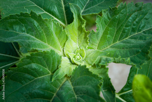 Wallpaper Mural Sunflower leaves Torontodigital.ca