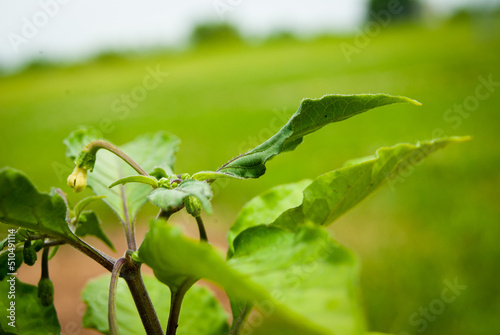 Wallpaper Mural Pepper plant and flower buds Torontodigital.ca