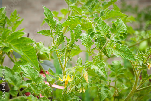 Wallpaper Mural Tomato Plants with leaves and flowers Torontodigital.ca