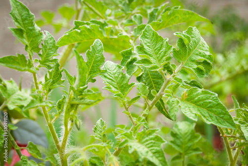 Wallpaper Mural Tomato Plants with leaves and flowers Torontodigital.ca