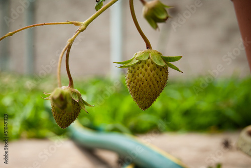 Wallpaper Mural Green Strawberries Torontodigital.ca