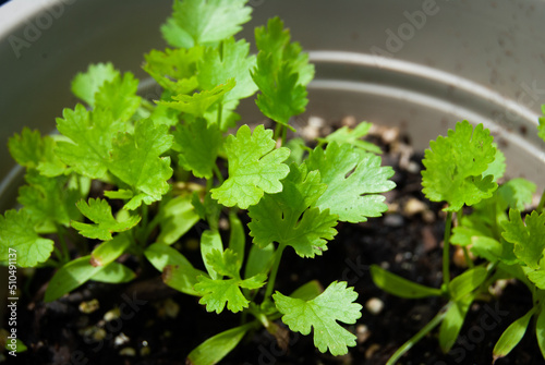 Wallpaper Mural Fresh Growing Cilantro Torontodigital.ca