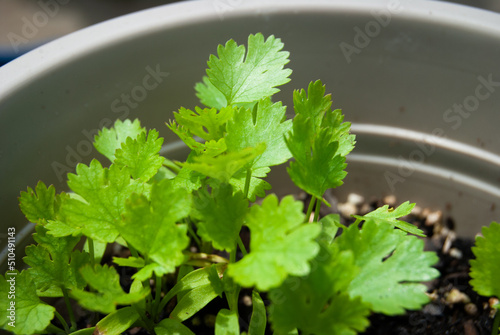 Wallpaper Mural Fresh Growing Cilantro Torontodigital.ca
