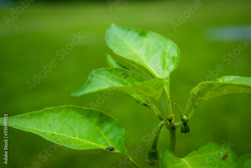 Pepper plants with leaves and flower buds