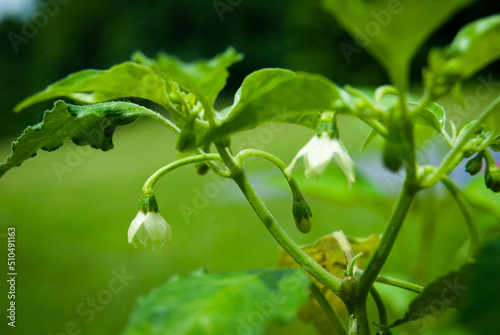 Wallpaper Mural Pepper plants with leaves and flower buds Torontodigital.ca