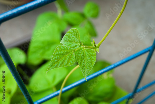 Wallpaper Mural Common Green Bean Leaves Torontodigital.ca