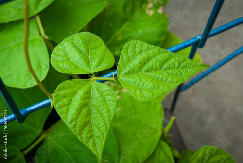 Wallpaper Mural Common Green Bean Leaves Torontodigital.ca