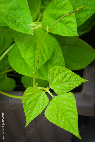 Wallpaper Mural Common Green Bean Leaves Torontodigital.ca