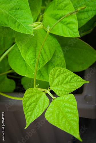 Wallpaper Mural Common Green Bean Leaves Torontodigital.ca