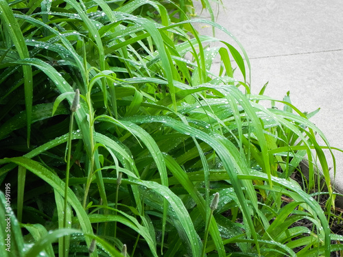 Wallpaper Mural Rain on Lily leaves  Torontodigital.ca
