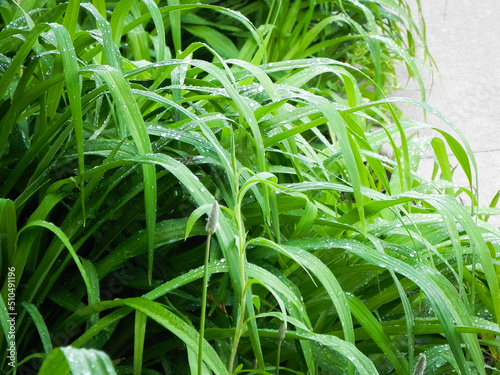 Wallpaper Mural Rain on Lily leaves  Torontodigital.ca