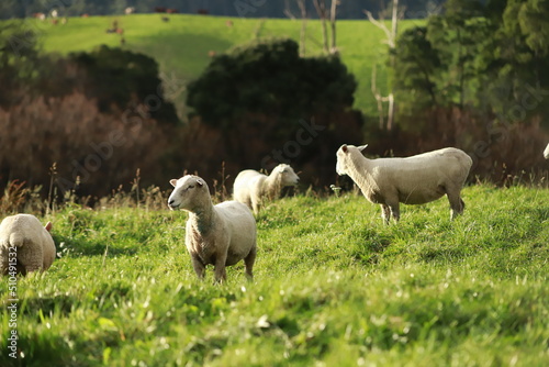 sheep in a paddock hang on