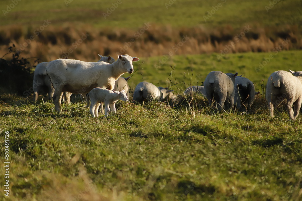 sheep in a paddock hang on sheep in a paddock hang on