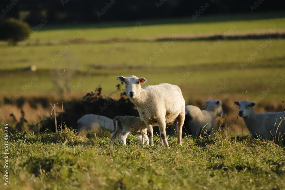 Obraz premium sheep in a paddock hang on