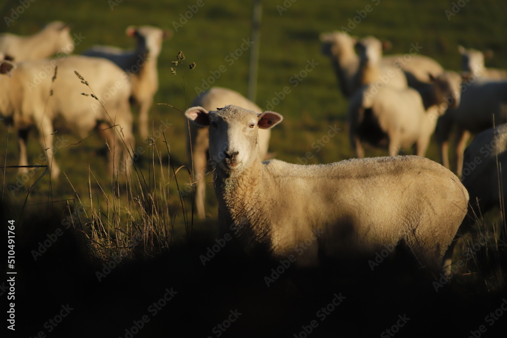 sheep in a paddock hang on