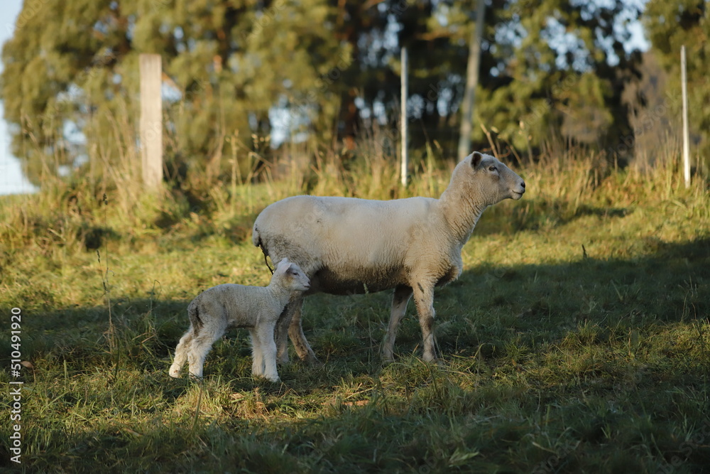 Fototapeta premium baby lamb with the mother