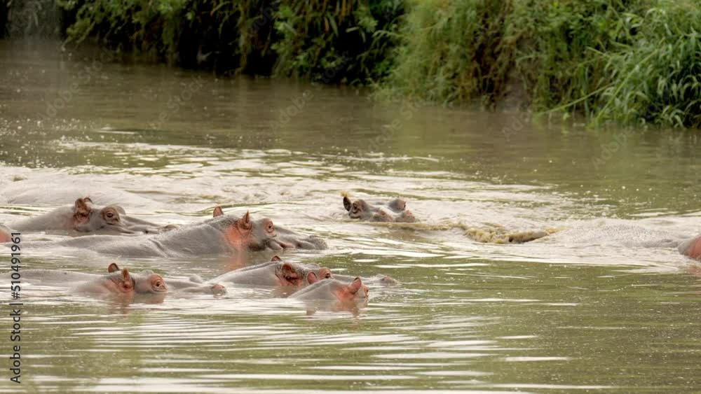Leader follow group of agressive hippos Hippopotamus amphibius swimming around in dirty and clouded lake. animals swim to prevent their large bodies from overheating, only heads and backs stick out. Leader follow group of agressive hippos Hippopotamus amphibius swimming around in dirty and clouded lake. animals swim to prevent their large bodies from overheating, only heads and backs stick out.